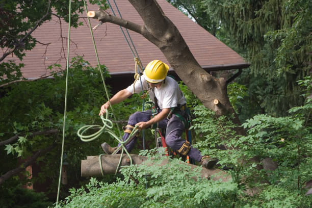 Lawn Watering Services in Lampeter, PA